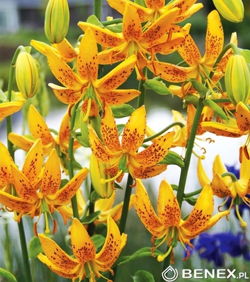 Showbox Lilium - Lilia Martagon 16/18 50 Szt.