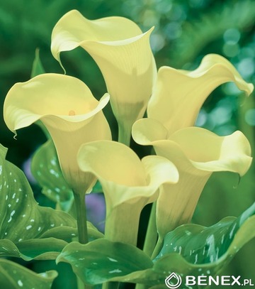 Showbox Zantedeschia - Kalla "2" 18/20 50 Szt.