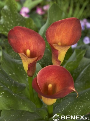 Showbox Połówkowy Zantedeschia - Kalla Dwukolorowa "4" 20/22 25 Szt.