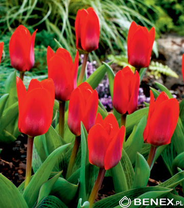 Showbox Tulip - Tulipan Niski Kaufmanna 10/11 250 Szt.