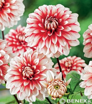 Showbox Połówkowy Dahlia - Dalia Dekoracyjna "5" I Wybór 20 Szt.