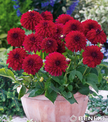 Showbox Dahlia - Dalia Dekoracyjna Niska Melody I Wybór 40 Szt.