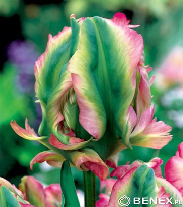 Showbox Tulip - Tulipan Papuzi "1" 11/12 250 Szt.