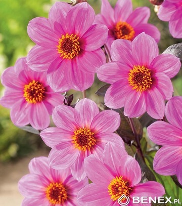 Showbox Połówkowy Dahlia - Dalia Mignon I Wybór 20 Szt.