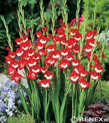 Showbox Połówkowy Gladiolus - Mieczyk "21" 12/14 150 Szt.