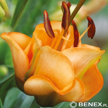 Showbox Połówkowy Lilium - Lilia Różne 16/18   50 Szt.
