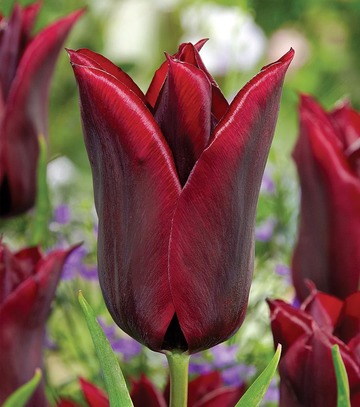 Showbox Tulip - Tulipan Liliokształtny "3"  11/12  250 Szt.