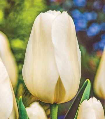 Showbox Tulip - Tulipan Gigantyczny "2" 11/12 250 Szt.