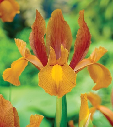 Showbox Połówkowy Iris Hollandica - Kosiaciec Holenderski "2" 7/8 250 Szt.