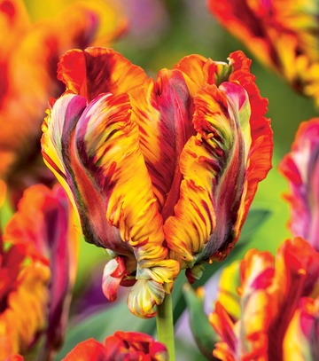 Showbox Połówkowy Tulip - Tulipan Papuzi "3"  11/12  75 Szt.