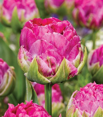 Showbox Połówkowy Tulip - Tulipan Pełny "6" 11/12 125 Szt.