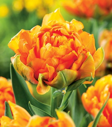 Showbox Połówkowy Tulip - Tulipan Pełny "8" 11/12 75 Szt.