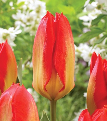Showbox Połówkowy Tulip - Tulipan Triumph "7"  11/12 125 Szt.