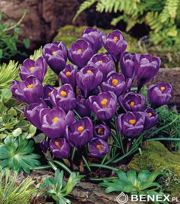 Showbox Crocus - Krokus Wiosenny Wielkokwiatowy  "7" Xxl 9/+ 400 Szt.