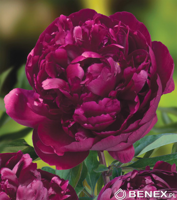 Showbox Paeonia - Piwonia "4"  2/3 (Dostępna Od 37 Tygodnia) 20 Szt.