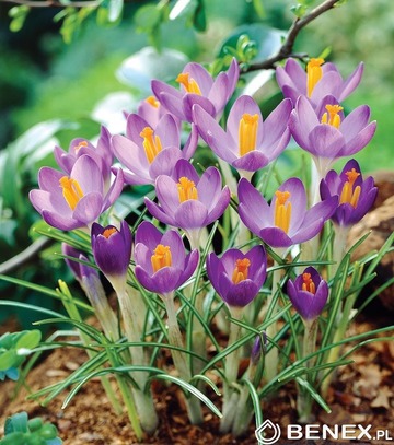 Showbox 10-Cio Komorowy Crocus - Krokus "1" I "4" 625 Szt.