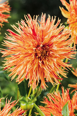 Showbox Dahlia - Dalia Strzępiasta "2" I Wybór 40 Szt.