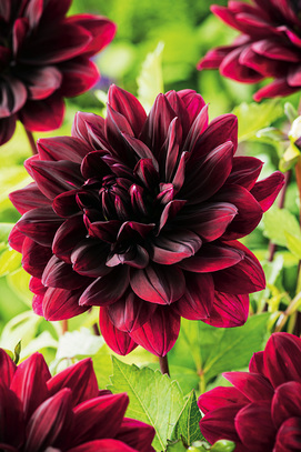 Showbox Dahlia - Dalia Dekoracyjna "3" I Wybór 40 Szt.