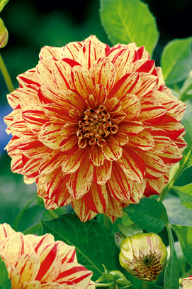 Showbox Dahlia - Dalia Dekoracyjna "4" I Wybór 40 Szt.