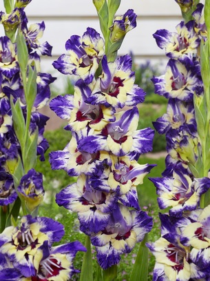 Showbox Gladiolus - Mieczyk "14" 12/14 300 Szt.