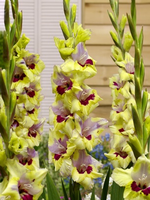 Showbox Gladiolus - Mieczyk "25" 12/14 300 Szt.