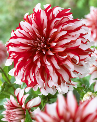 Showbox Połówkowy Dahlia - Dalia Talerzowa "4"  I Wybór 20 Szt.