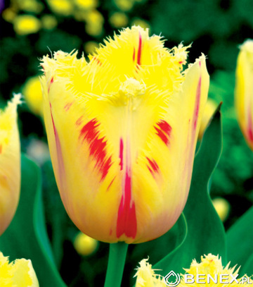 Showbox Tulip - Tulipan Strzępiasty "3" 11/12 250 Szt.