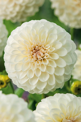 Showbox Połówkowy Dahlia - Dalia Pomponowa "2" I  Wybór 20 Szt.