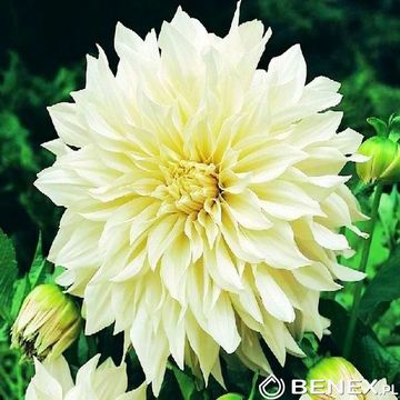 Showbox Dahlia - Dalia Talerzowa "2"  I Wybór 40 Szt.