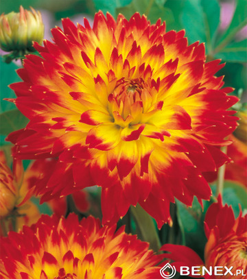 Showbox Połówkowy Dahlia - Dalia Talerzowa "2"  I Wybór 20 Szt.