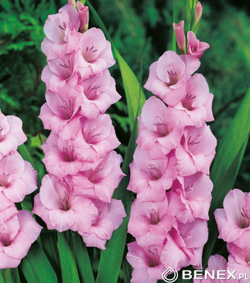 Showbox Połówkowy Gladiolus - Mieczyk Wielkokw. Promocyjny 14/+  150 Szt.