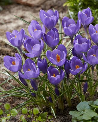 Showbox Crocus - Krokus Wiosenny Wielkokwiatowy "8" 7/8 500 Szt.
