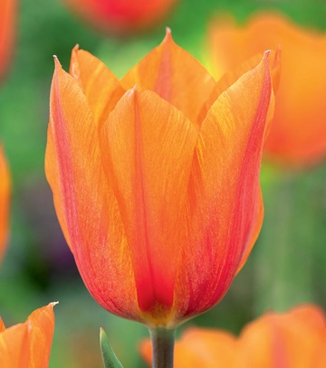 Showbox Połówkowy Tulip - Tulipan Triumph "8"  11/12 125 Szt.
