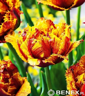 Showbox Tulip - Tulipan Strzępiasty "5" 11/12 150 Szt.