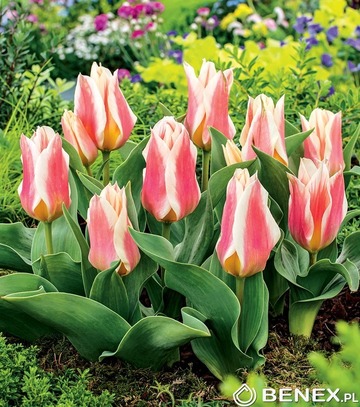 Showbox Tulip - Tulipan Triumph "8" 11/12 250 Szt.