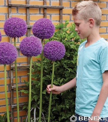 Showbox 10-Cio Komorowy Allium,  Fritillaria  - Czosnek I Korona Cesarska  40 Sz