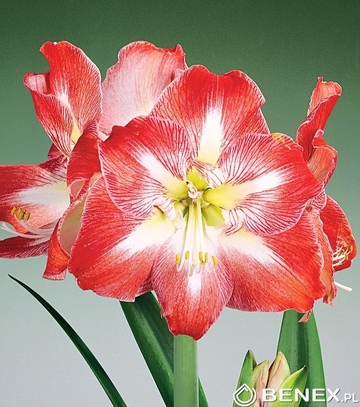 Showbox 10-Cio Komorowy Hippeastrum - Amarylis 22/24 30 Szt.