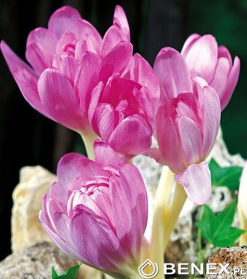 Showbox 10-Cio Komorowy Colchicum, Crocus - Zimowit I Krokus Jesienny 275 Szt.