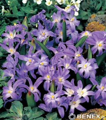 Showbox 10-cio Komorowy Chionodoxa, Fritillaria - Śnieżnik I  Szachownica  375 S