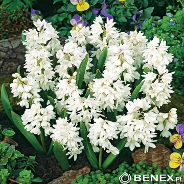 Showbox 10-Cio Komorowy Drobnocebulowe "A" I Leucojum/Erythronium 455 Szt.