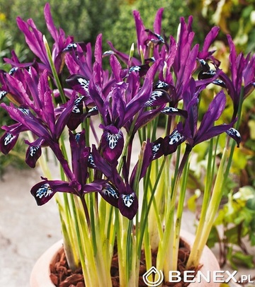 Showbox 10-cio Komorowy Iris Reticulata, Crocus - Kosiaciec Żyłkowany I  Krokus 