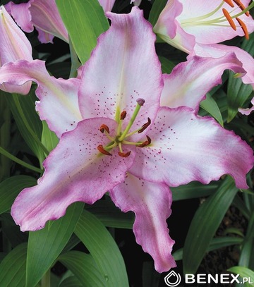 Showbox 10-Cio Komorowy Lilium - Lilia Orientalna I Lilia Trąbkowa 18/20 80 Szt.