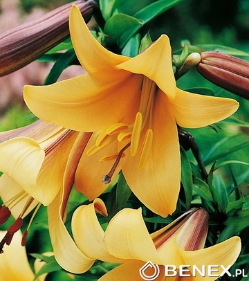 Showbox 10-Cio Komorowy Lilium - Lilia Trąbkowa 18/20  80 Szt.