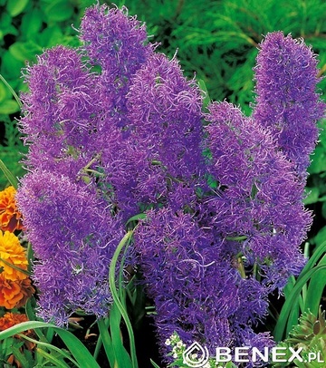 Showbox 10-Cio Komorowy Muscari, Crocus - Szafirek I  Krokus Wielkokwiatowy 7/8 