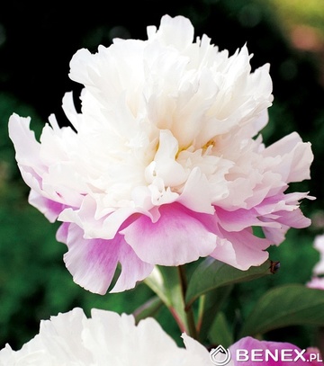 Showbox 10-Cio Komorowy Paeonia - Piwonia 2/3 40 Szt.