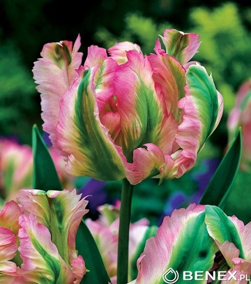 Showbox Tulip - Tulipan Viridiflora "2" 11/12  250 Szt.