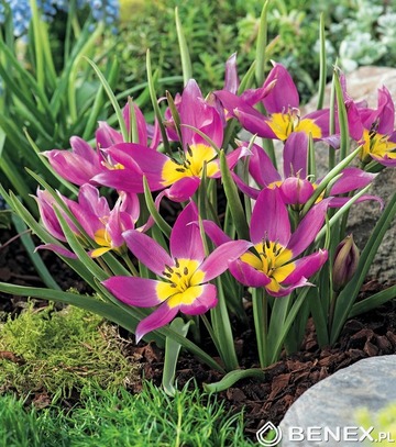 Showbox 10-Cio Komorowy Tulip - Tulipan Botaniczny I Promocyjny 375 Szt.