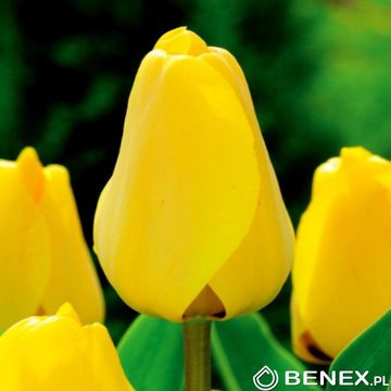 Showbox 10-Cio Komorowy Tulip - Tulipan Darwina 11/12 250 Szt.
