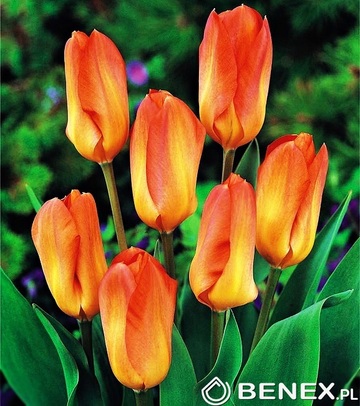 Showbox 10-Cio Komorowy Tulip - Tulipan Niski Fostera I Tulipan Promocyjny 10/11