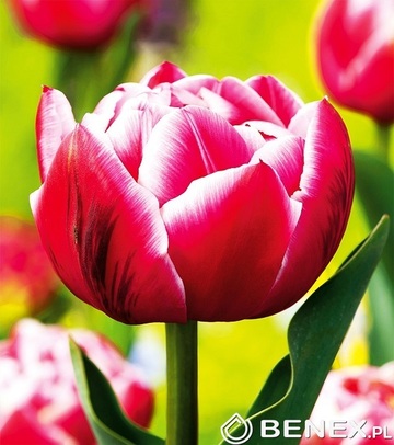 Showbox 10-Cio Komorowy Tulip - Tulipan Pełny I Tulipan Liliokształtny 250 Szt.